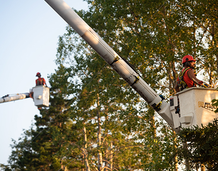 Tree Trimming