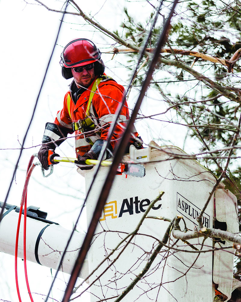 A technician trimming the tree